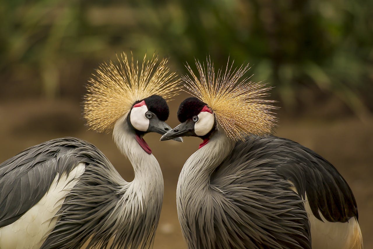 grey-crowned-crane-bird-crane-animal-45853-45853.jpg